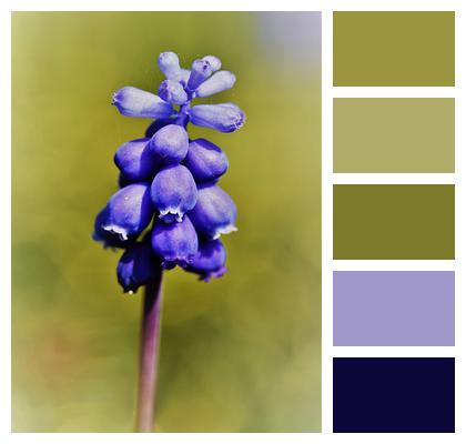 Grape Hyacinth Blue Hyacinth Image